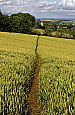 Aiming straight for Chipping Campden (Walk 1)
