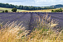 The fields near Snowshill (Route 22) are transformed when the lavender comes out in late summer